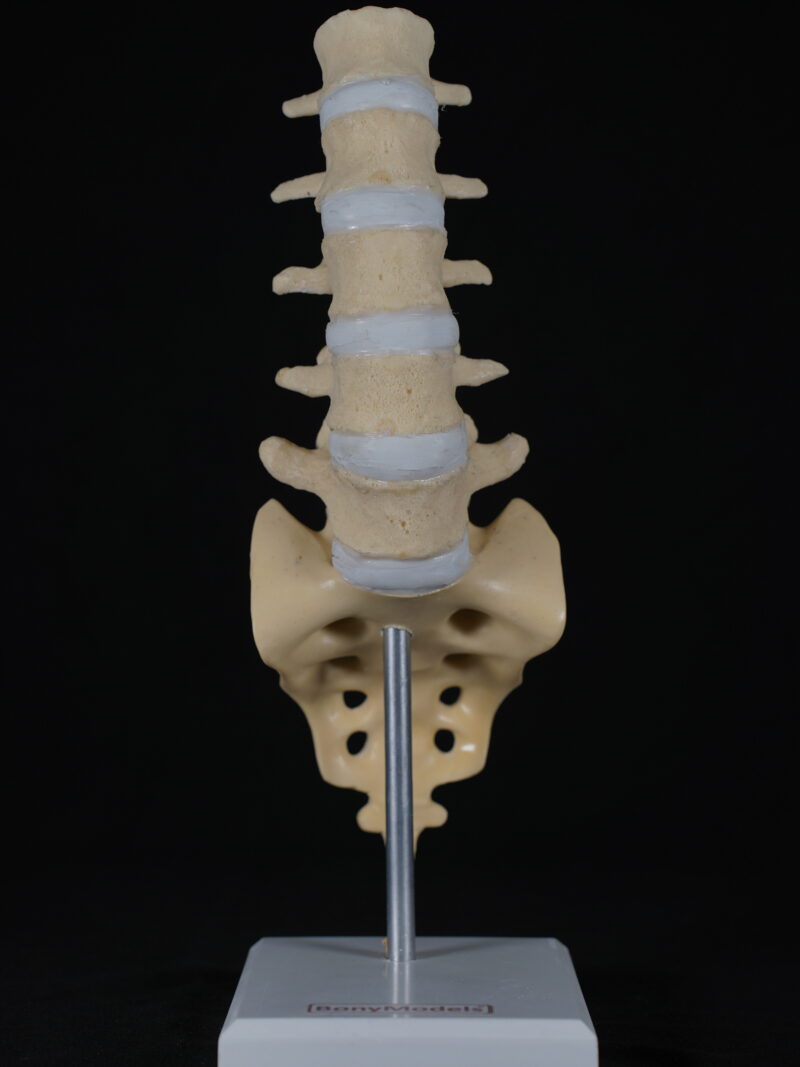 Full spine and pelvis anatomical model for medical education