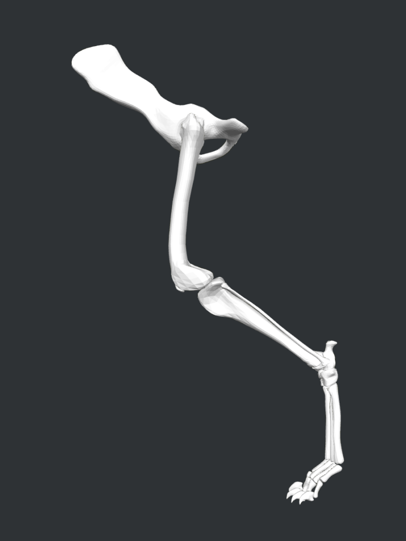 Canine Leg (ÇOK_YAKINDA)