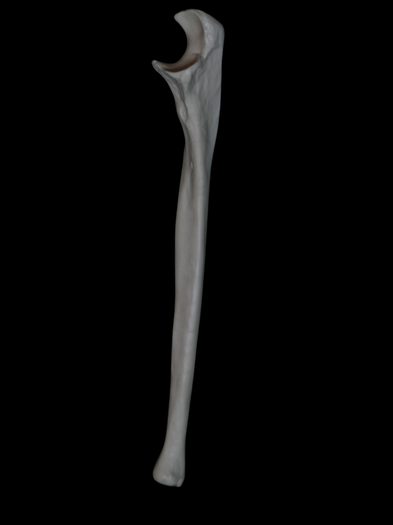 Complete stand-alone ulna (from olecranon to distal head)