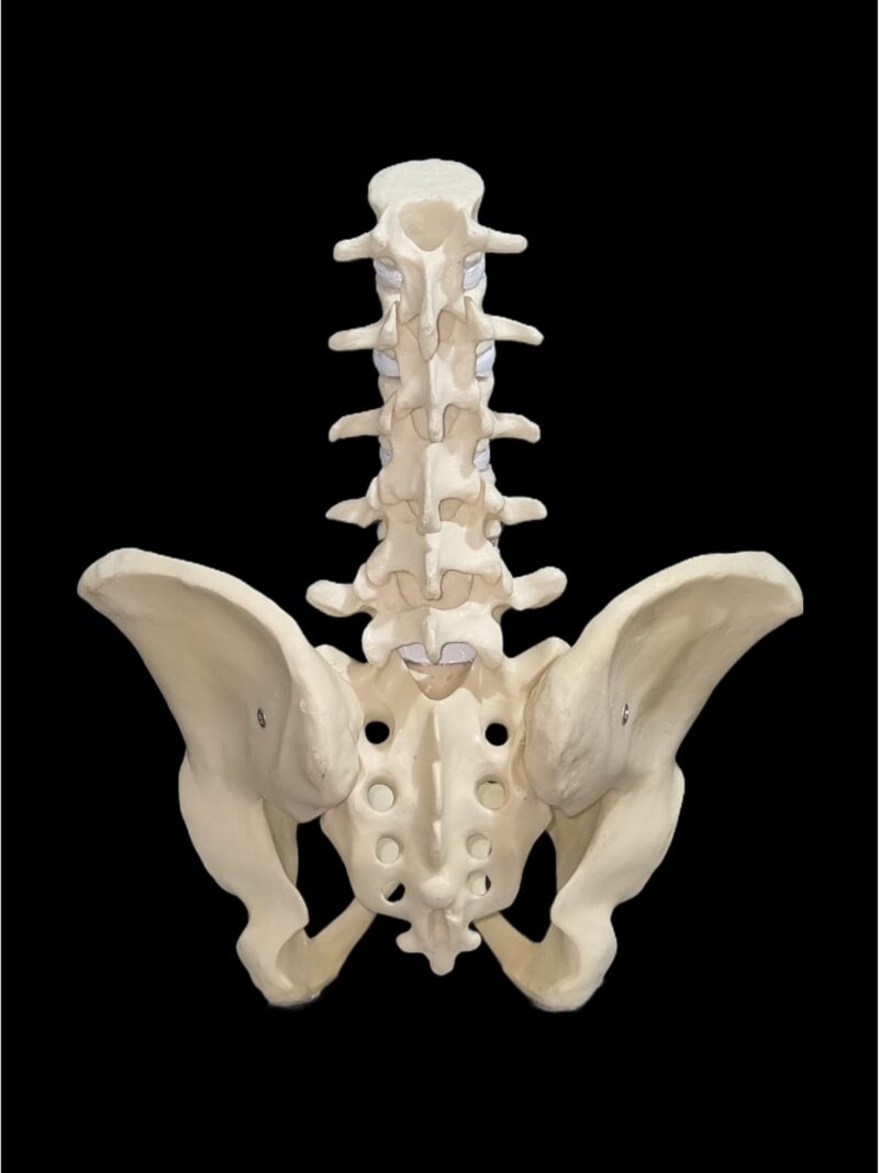 Pelvis and lumbar spine anatomical model for medical education