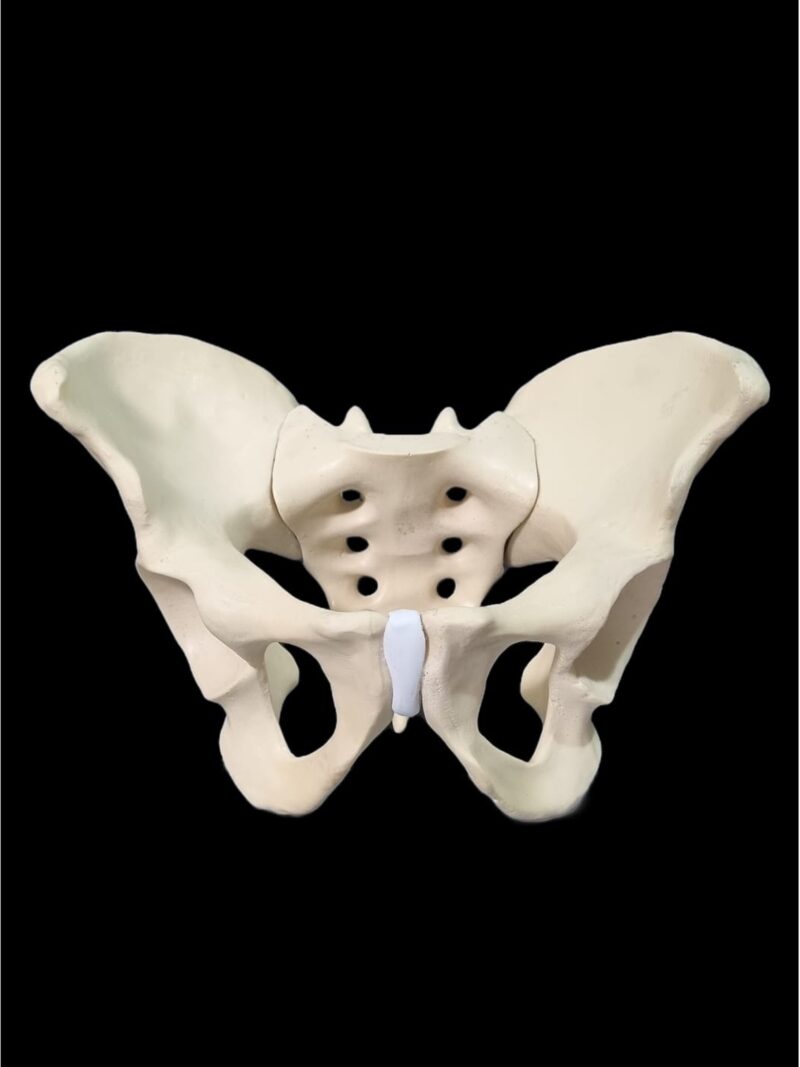 Pelvis anatomical model for medical education and anatomy teaching