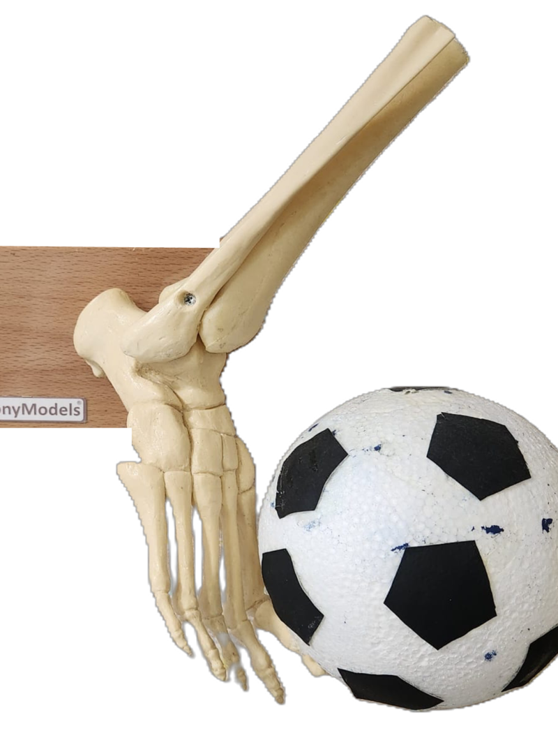 The Hit (ÇOK_YAKINDA)