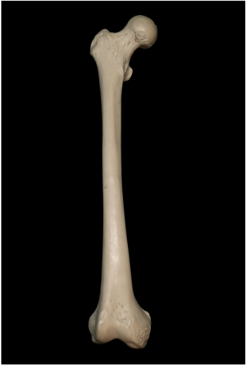 Femur