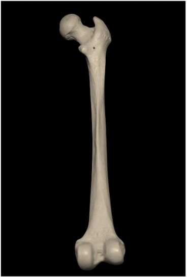 Femur - Image 3