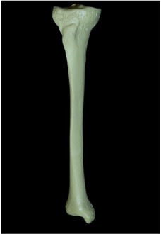 Yetişkin Tibia Kemiği